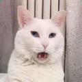 羊momo