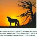 乌龟粉丝