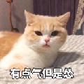 陌上猫妖儿