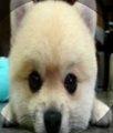 Master_Xiu