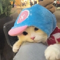 李星杉的小王子