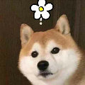 轶凡呦