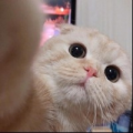 Kmooooooo