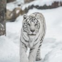 可以赢但没必要971