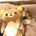 SADSadsad370