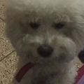 格斗之王97爱好者