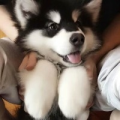 Mr惜言