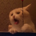 厘洣特