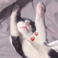 威廉丶老猫