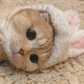 七枫疯的乖猫猫