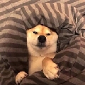 LLpoy