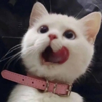 阿鱼想养九只猫