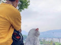 Lss呀
