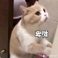 卑微小龟