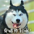鲁C陈冠希