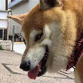 鲍勃UP