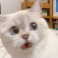 sadmojczxcas