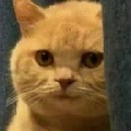 看看275352