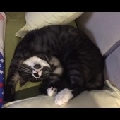 别抢我养的猪QAQ