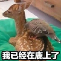 MrFat耀