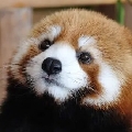 小熊貓redpanda