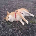 龙哥血很多