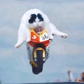 狲悟空