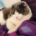 叉教授