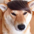 三奇枫叶老师