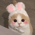 聪明小呆吖