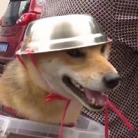 真假二次元