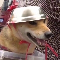 真假二次元