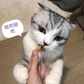 哈密瓜是猪