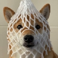 野猫zrr