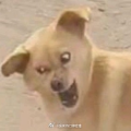 大皇吖