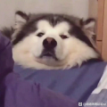 汪汪昂
