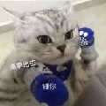 臭黑猫