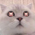 糯盐i