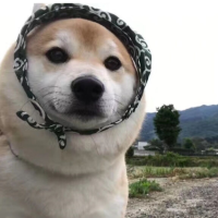 垫底王QVQ