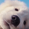 爱玩艾克的Ekko
