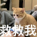 雨落哇啊