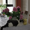 猫薄荷和小鱼干