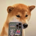 Bluecute