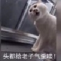 草莓仙女喵