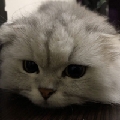 痒痒肉