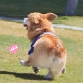 夢瓣