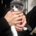 可臣磕磕
