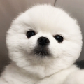 橙子NT