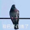 别慌我在送