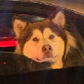 青楼老板x